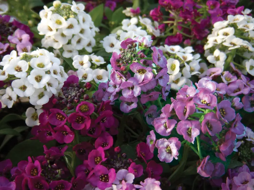 Alyssum MP — imagen 2