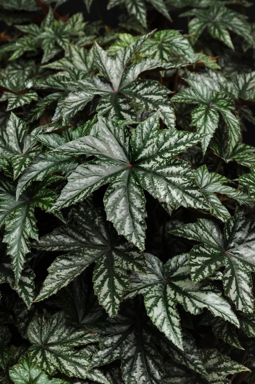 Begonia F1 de Follaje — imagen 2