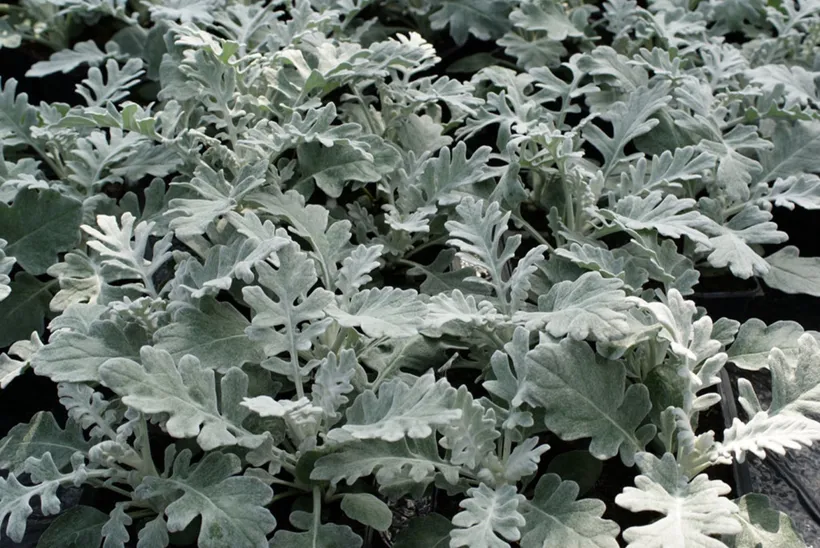 Cineraria Maritima — imagen 2