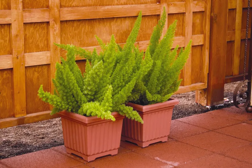 Asparagus — imagen 2