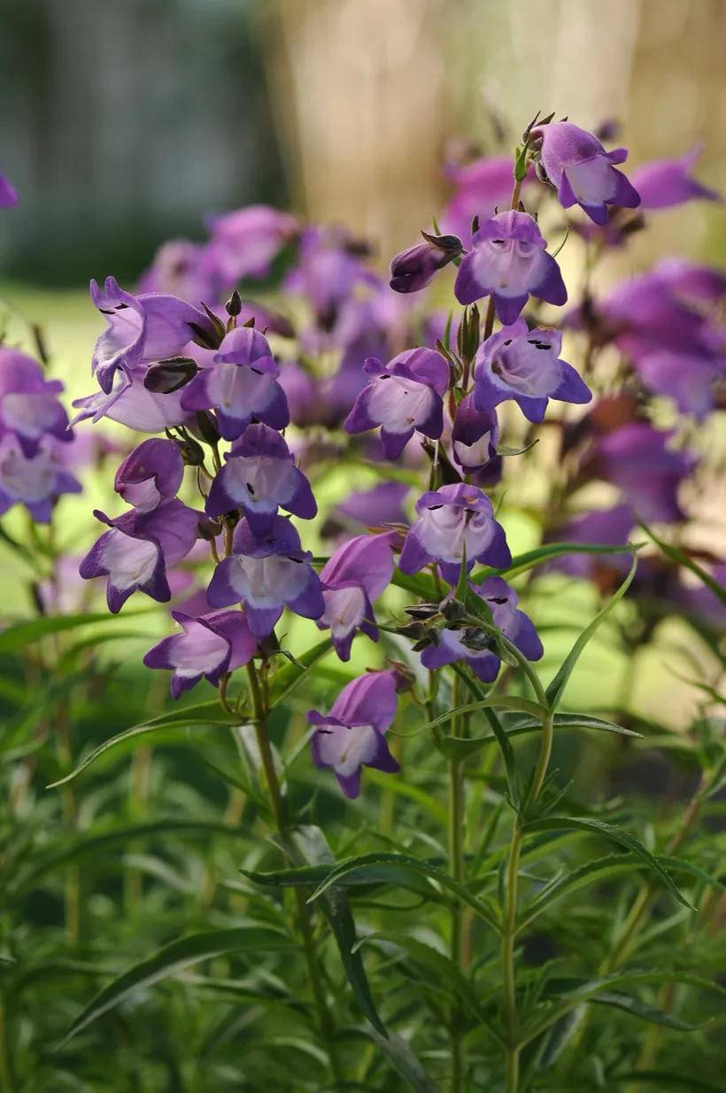 Penstemon — imagen 2