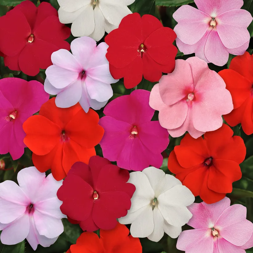 Impatiens Nueva Guinea — imagen 2