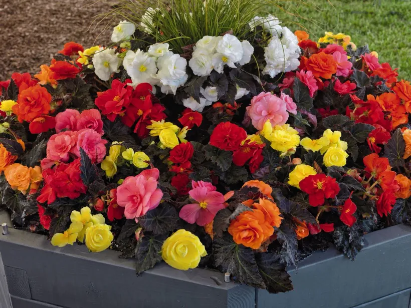 Begonia F1 Tuberosa — imagen 2