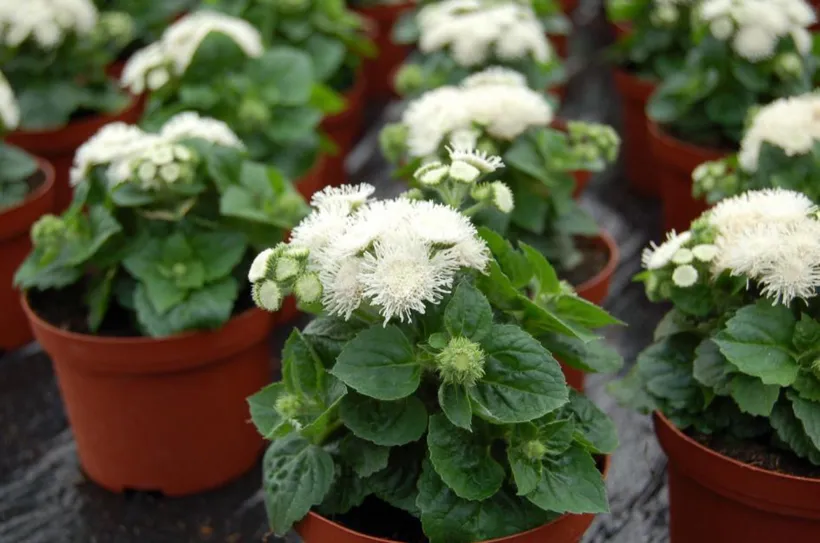 Ageratum F1 — imagen 2