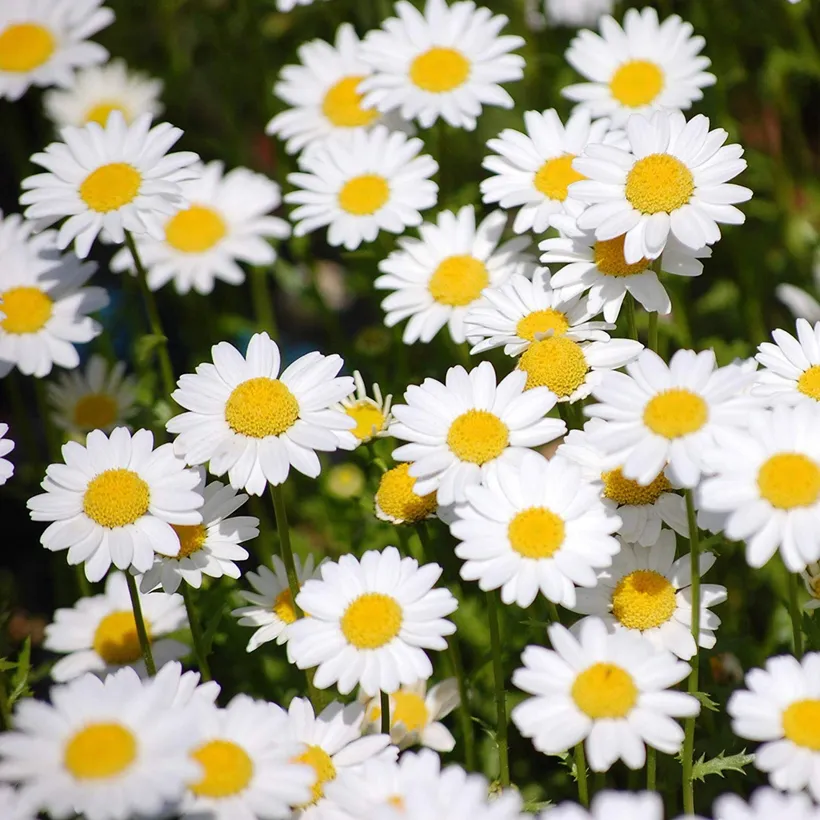 Chrysanthemum — imagen 2