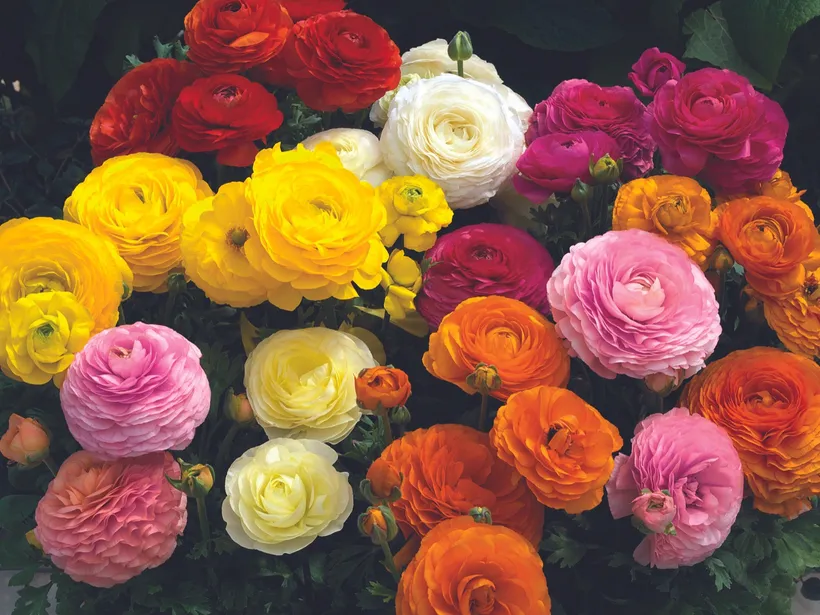 Marimonia F1 — imagen 2
