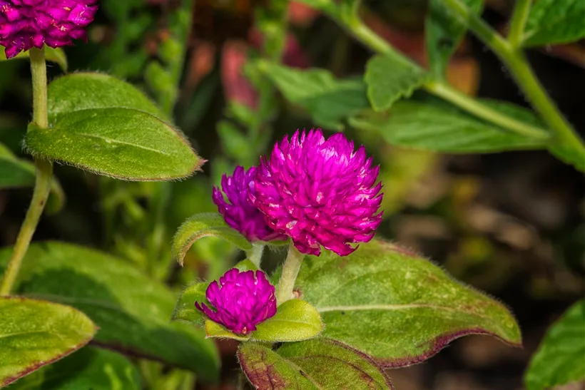 Gomphrena — imagen 2