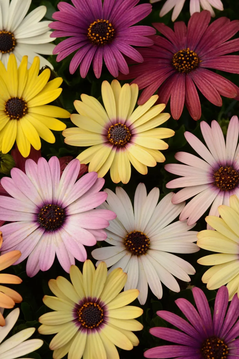 Osteospermum F1 — imagen 3