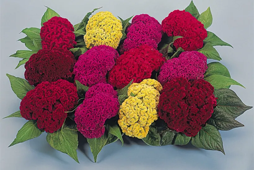 Celosia Cristata — imagen 3