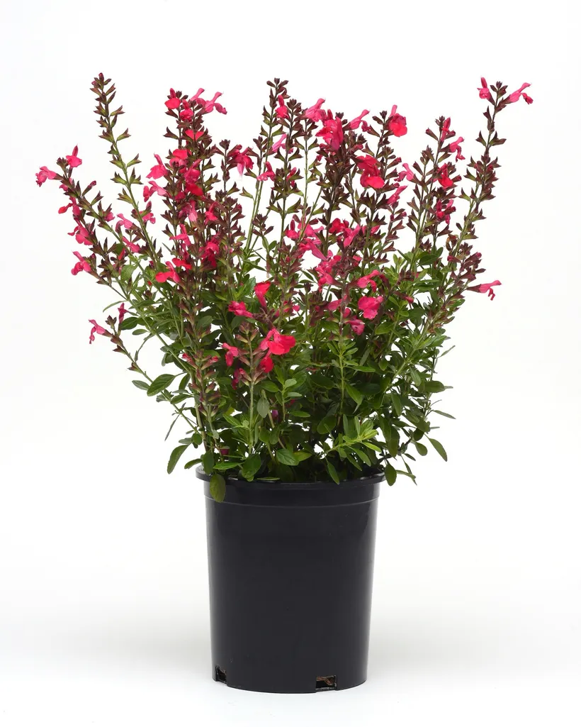 Gajo Salvia Greggii — imagen 3