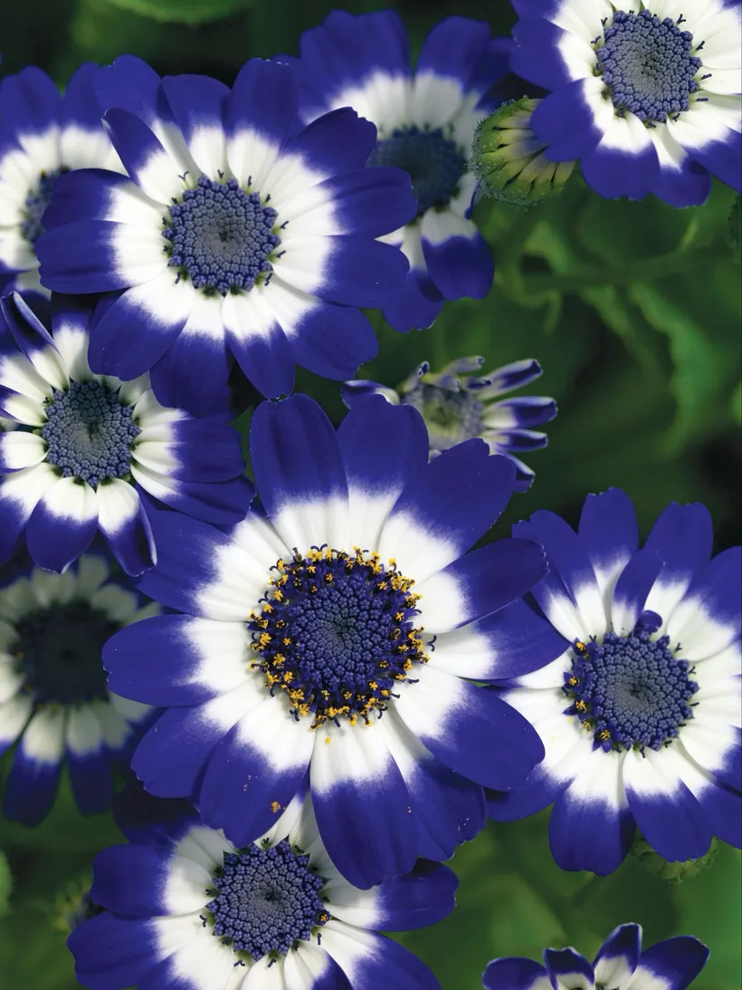 Cineraria F1 — imagen 3