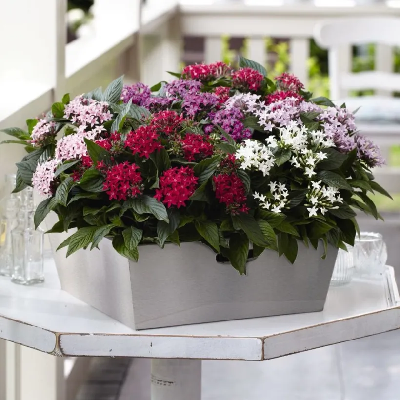 Pentas F1 — imagen 3