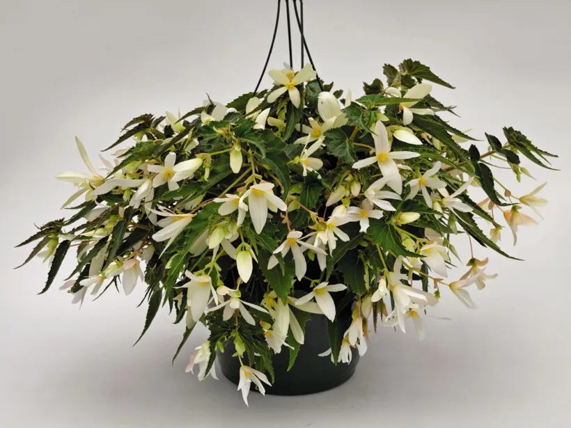 Begonia F1 Boliviensis (Colgante) — imagen 3