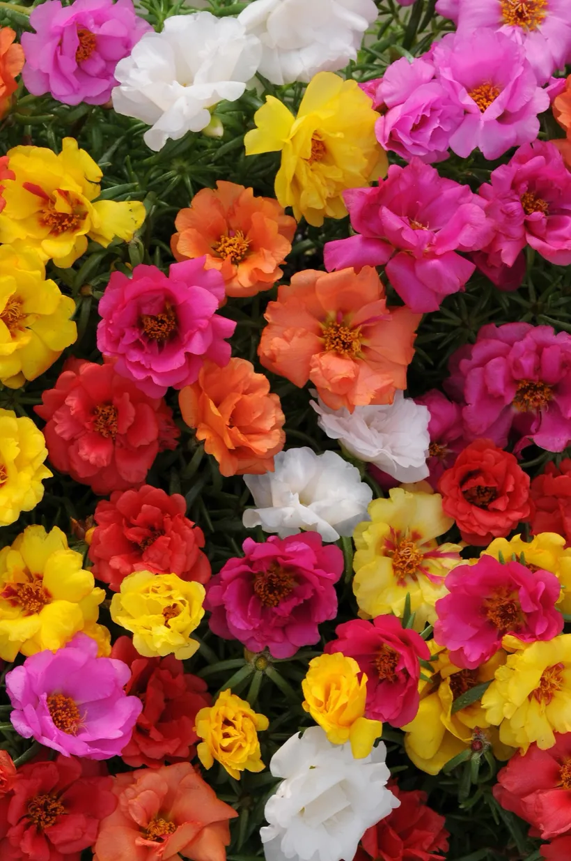 Portulaca F1 MP — imagen 3