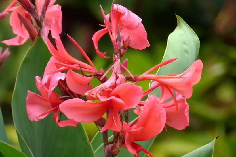 Canna Indica — imagen 3