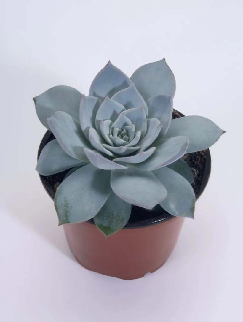 Echeveria Peacockii — imagen 3