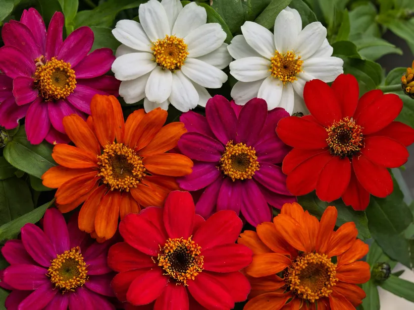Zinnia Simple — imagen 3