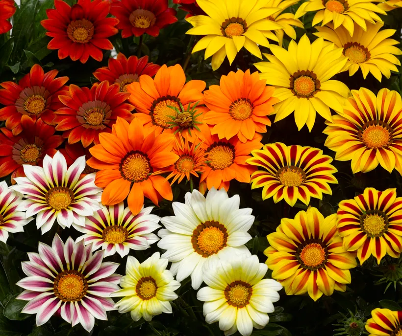 Gazania — imagen 3