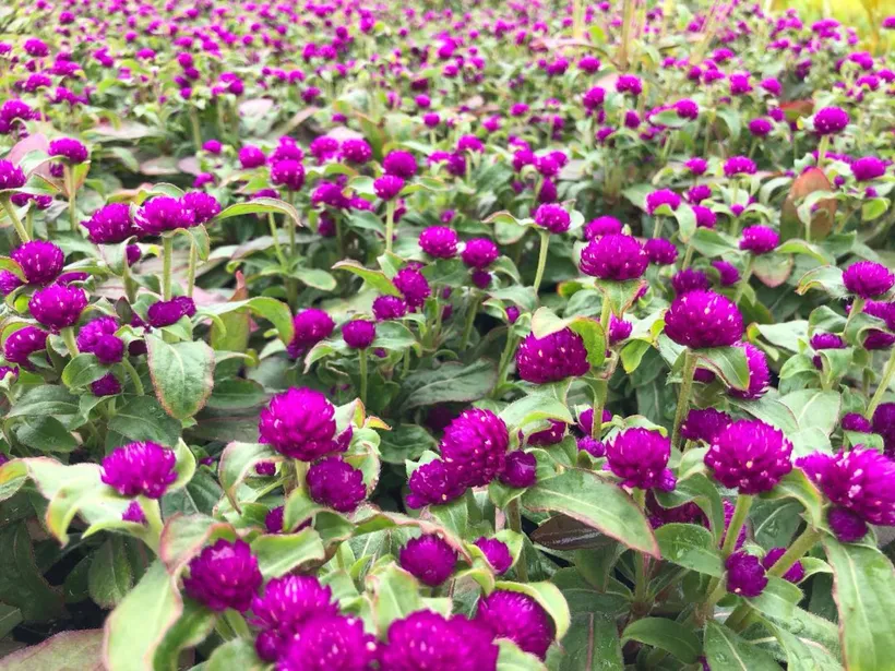 Gomphrena — imagen 3