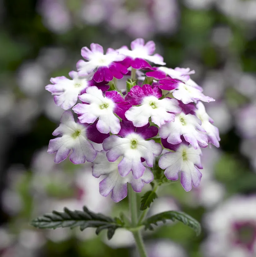 Verbena F1 — imagen 3