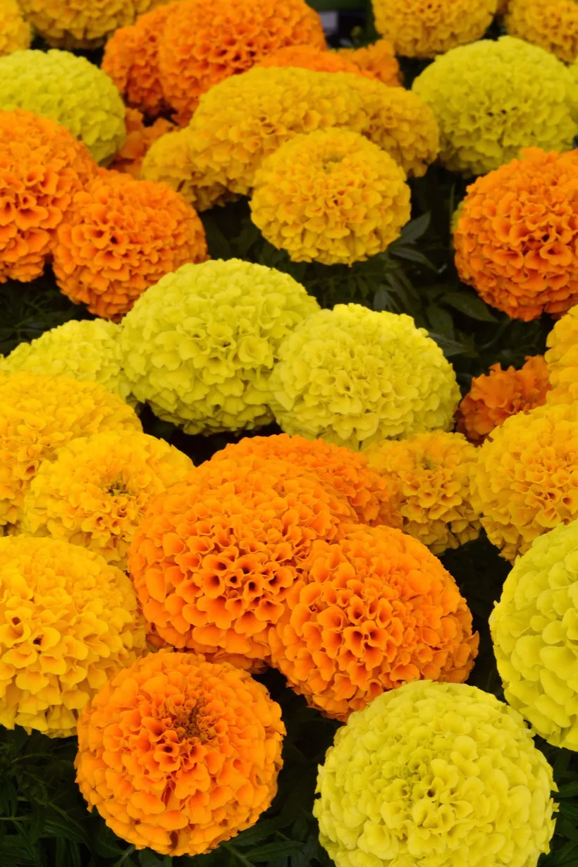 Tagetes F1 — imagen 3