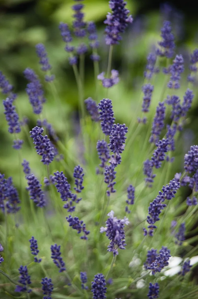 Lavanda Stoechas — imagen 3
