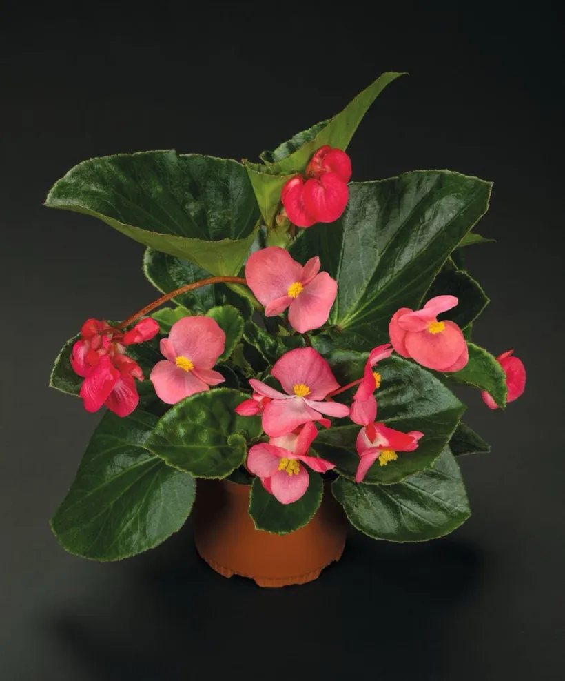 Begonia F1 Interespecífica — imagen 3
