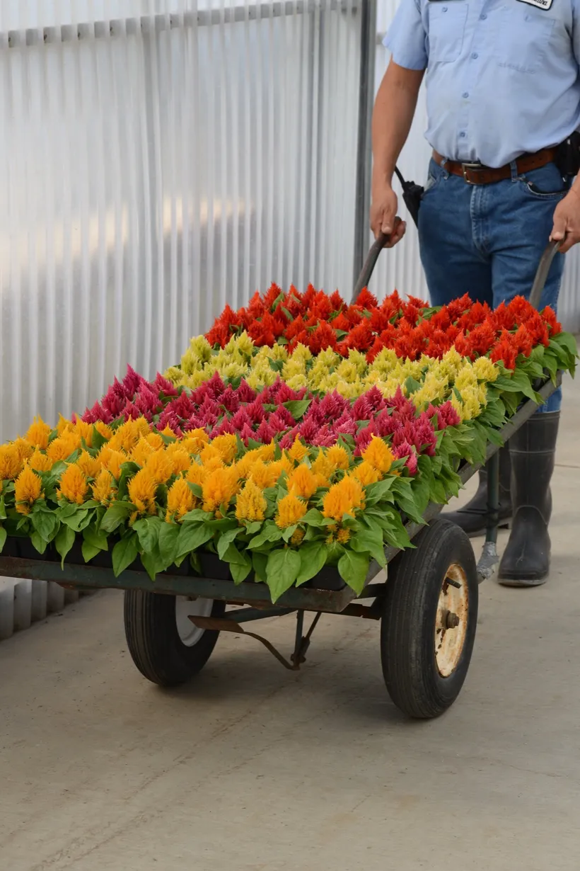 Celosia Plumosa — imagen 3