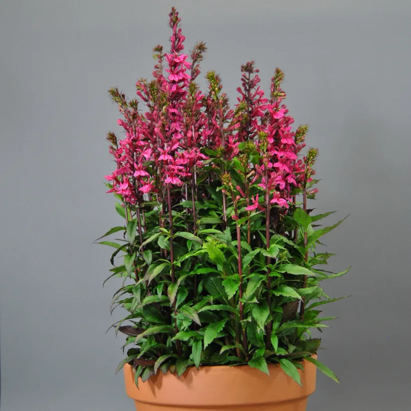 Lobelia F1 — imagen 3