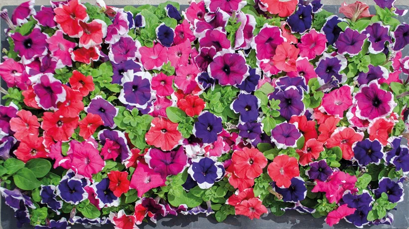Petunia F1 Grandiflora Compacta — imagen 3