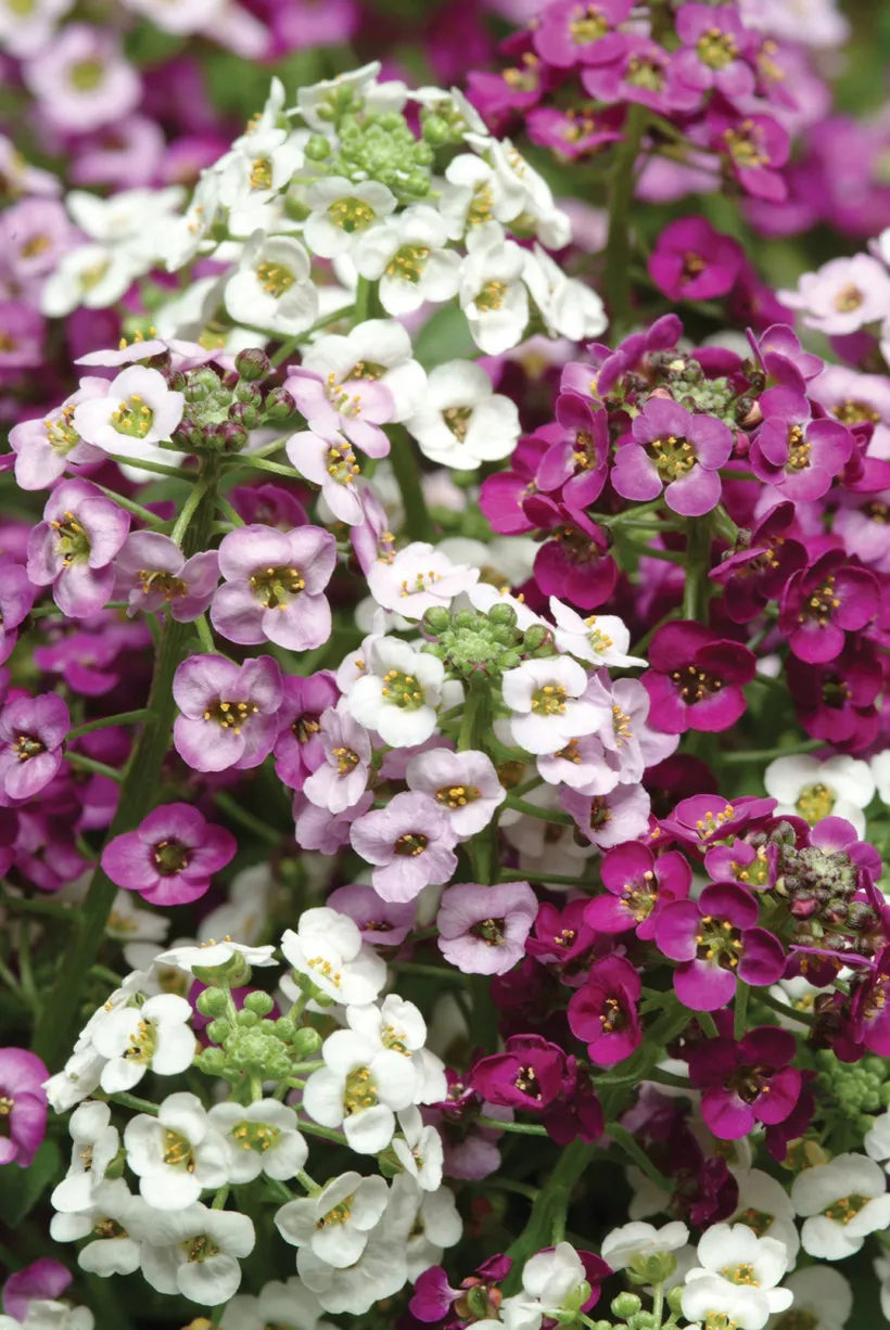 Alyssum MP — imagen 3