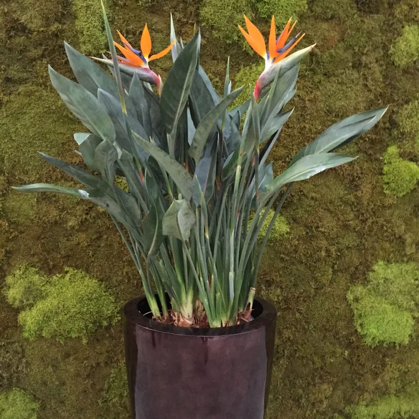 Strelitzia Reginae — imagen 3