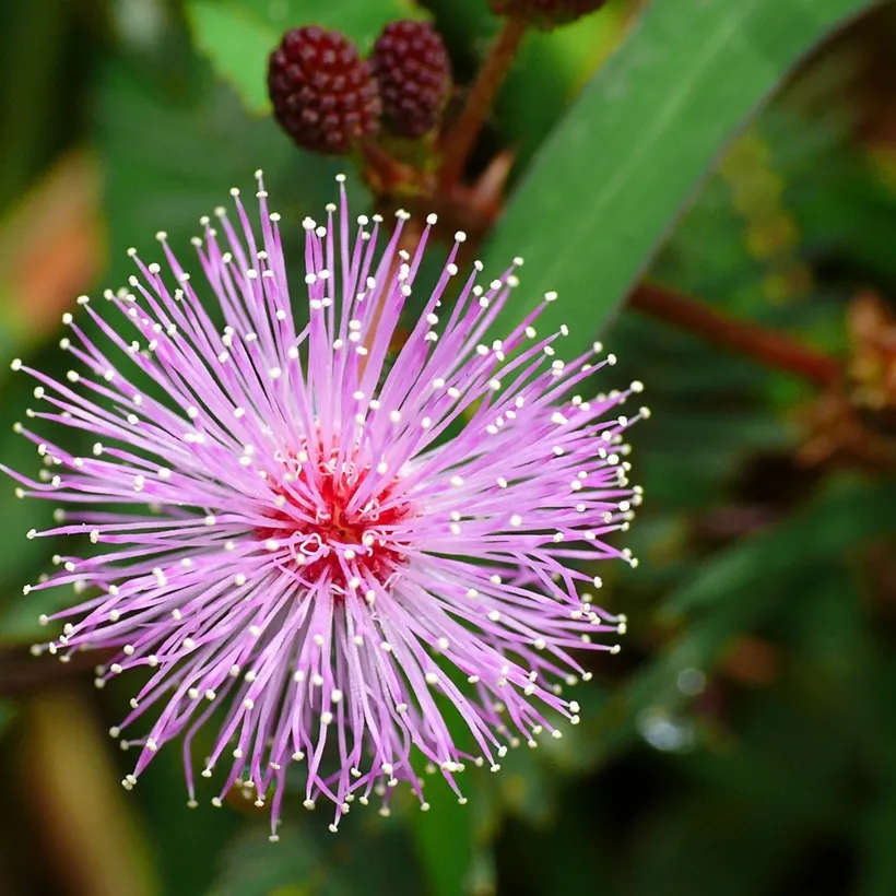 Mimosa Sensitiva Púdica — imagen 3
