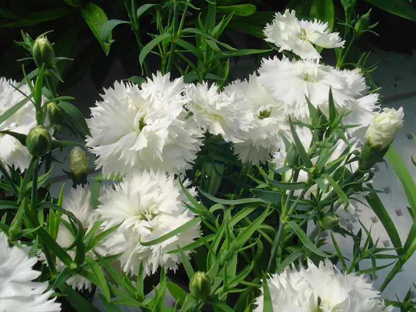 Clavelina F1 Chinensis Doble — imagen 3