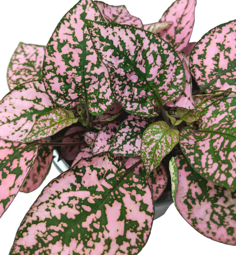 Hypoestes — imagen 3
