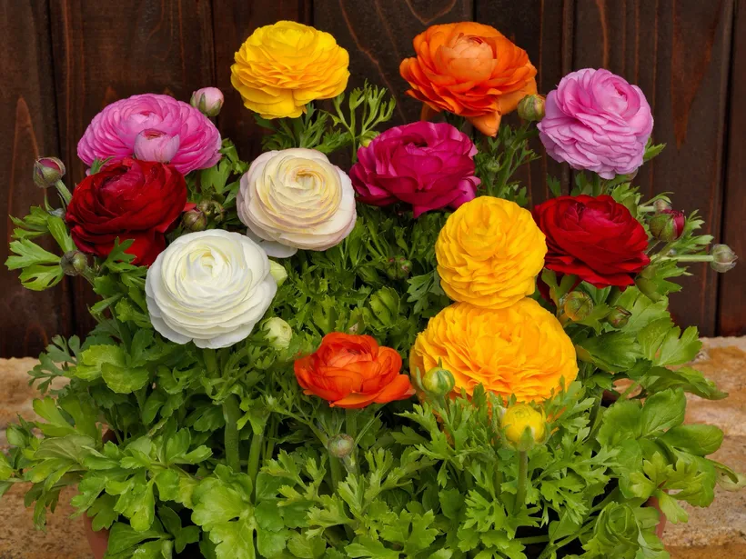 Marimonia F1 — imagen 3