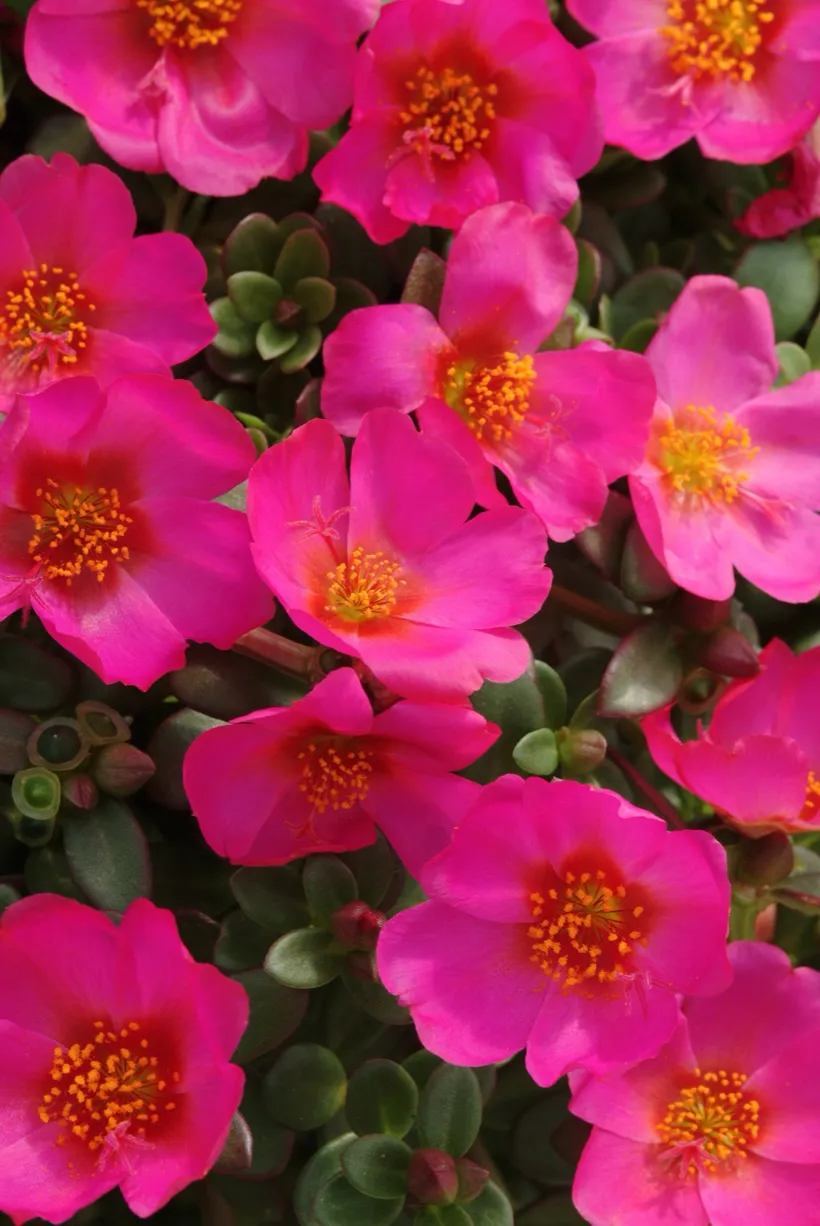Portulaca Oleracea (Poppy) — imagen 3