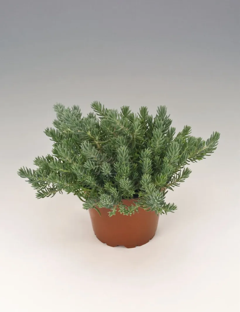Sedum — imagen 3