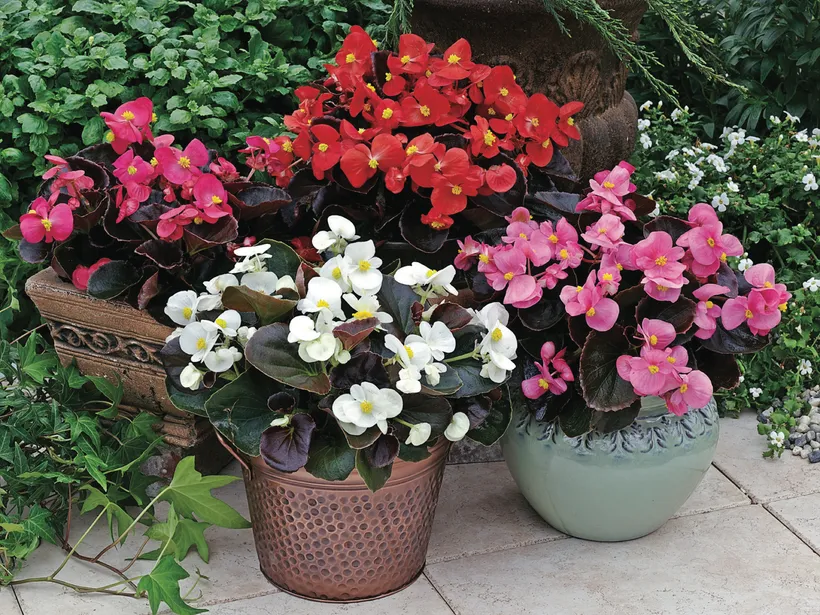 Begonia F1 Flor de Azúcar — imagen 3