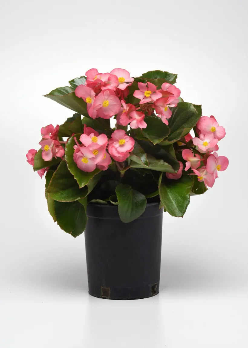 Begonia F1 Panamericana — imagen 3