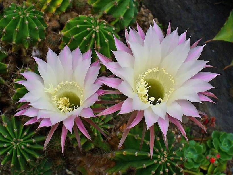 Cactus Echinopsis Oxygona — imagen 3