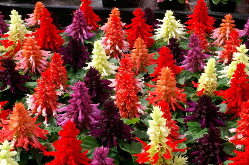 Coral — imagen 3