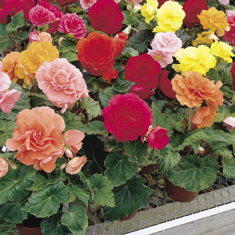 Begonia F1 Tuberosa — imagen 3