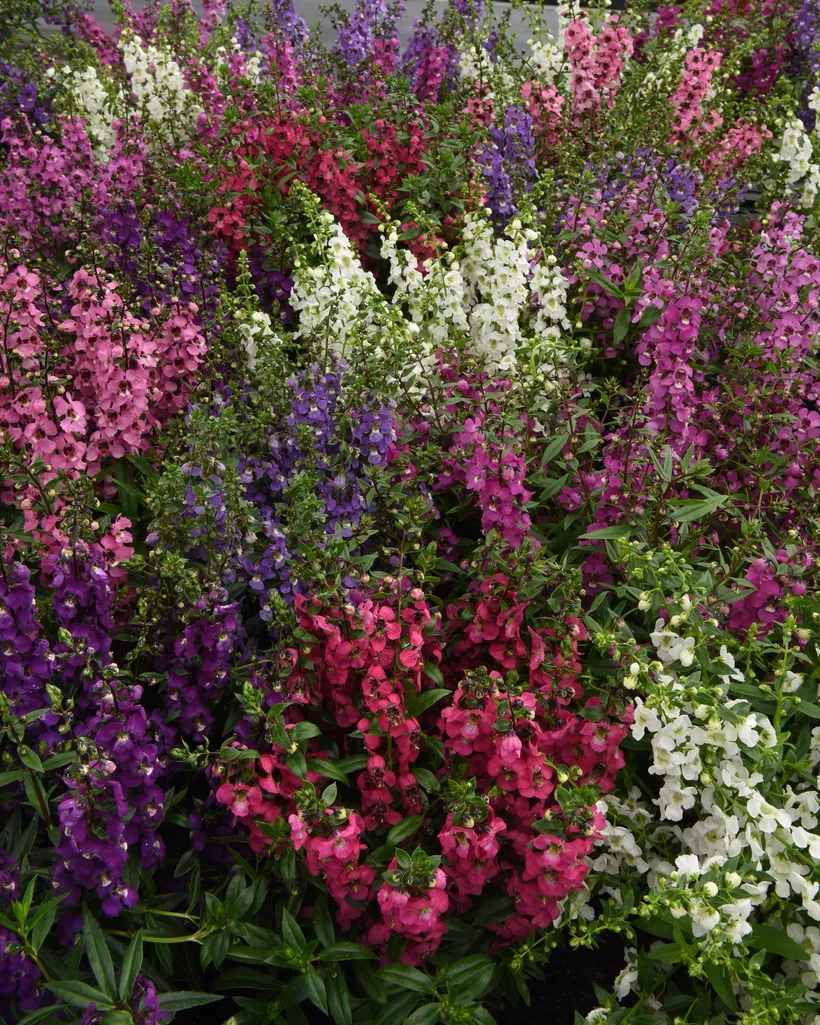 Angelonia F1 — imagen 3