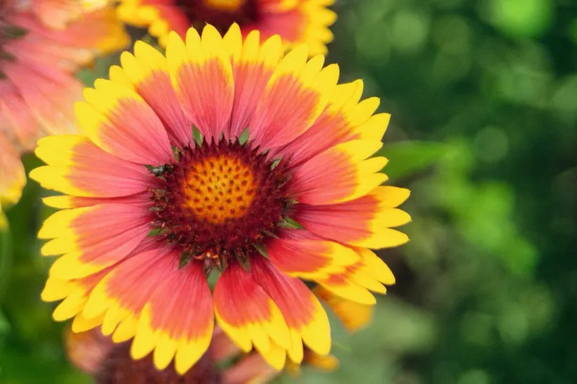 Gaillardia — imagen 3