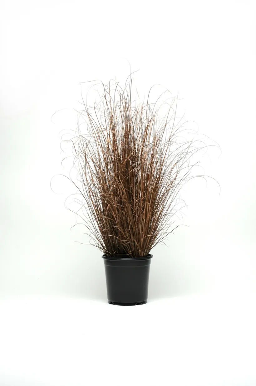Carex — imagen 3