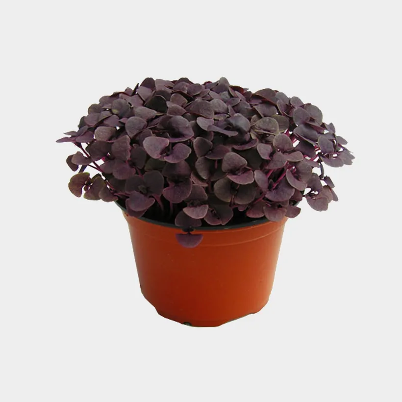 Albahaca — imagen 3