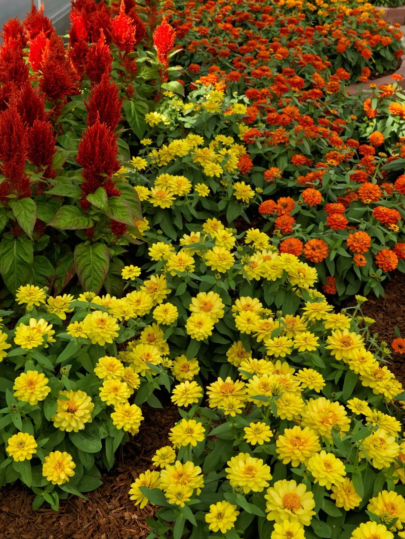 Zinnia Doble — imagen 3