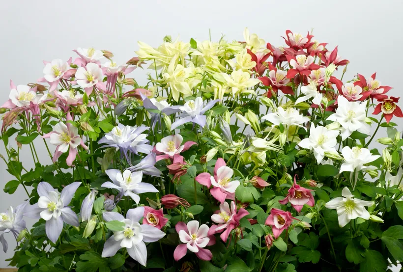 Aquilegia F1 — imagen 3