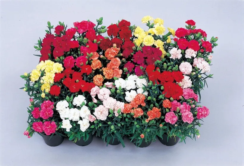 Clavel F1 — imagen 3